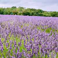 A Lavender Field near London💜