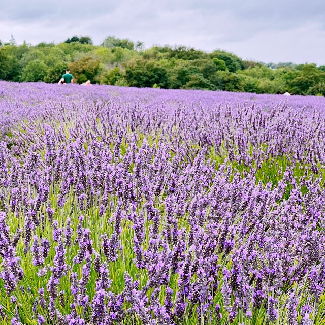 A Lavender Field near London💜