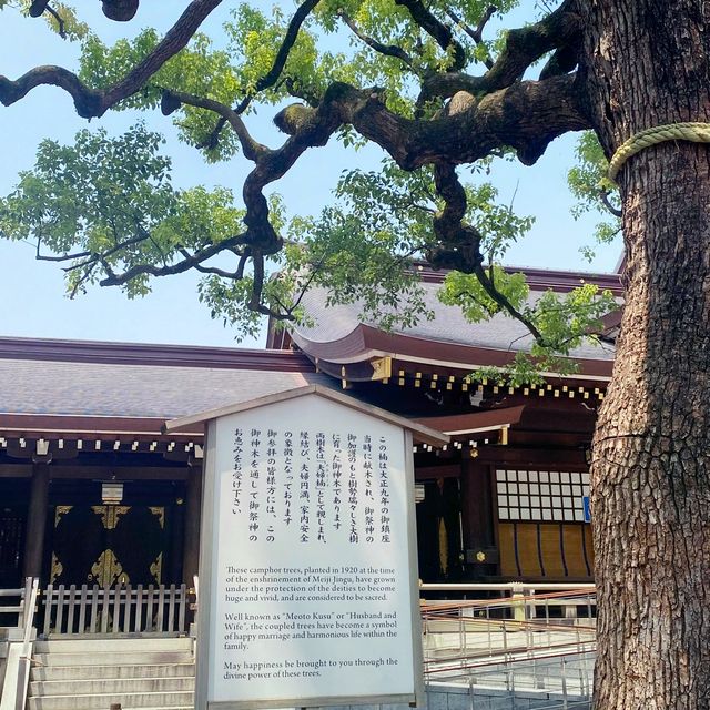 Meiji jinju shrine in Japan 🇯🇵 