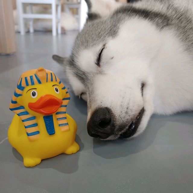 馬六甲Husky天堂 | 盡情享受被哈士奇們包圍吧！