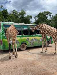 Kanchanaburi Safari Park ❤️‍🔥🦓🦒🐘