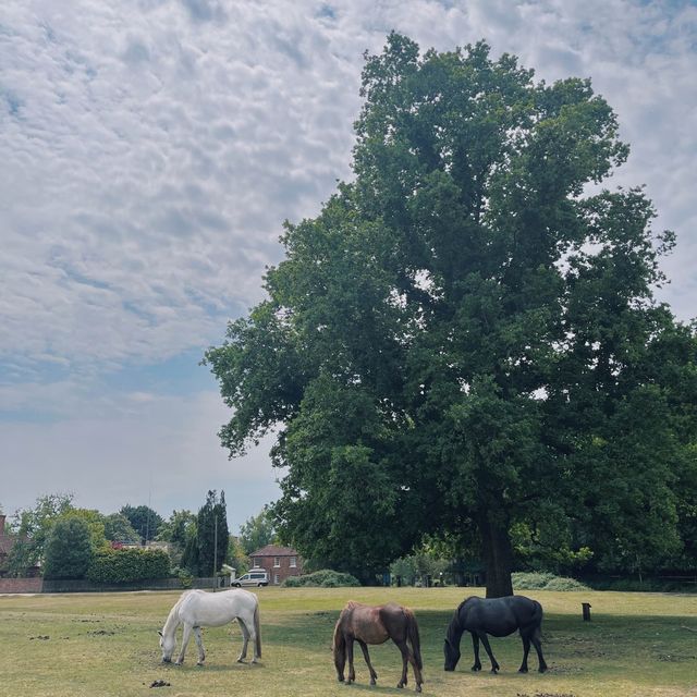 Immerse in tranquility in the New Forest