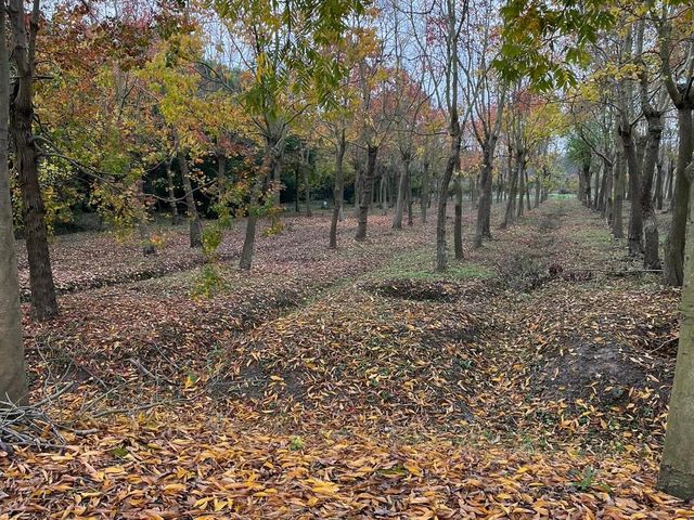 Shanghai Haiwan National Forest Park 🇨🇳