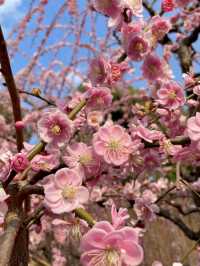 【京都:城南宮】京都の隠れた名所で特別な春を🌺✨