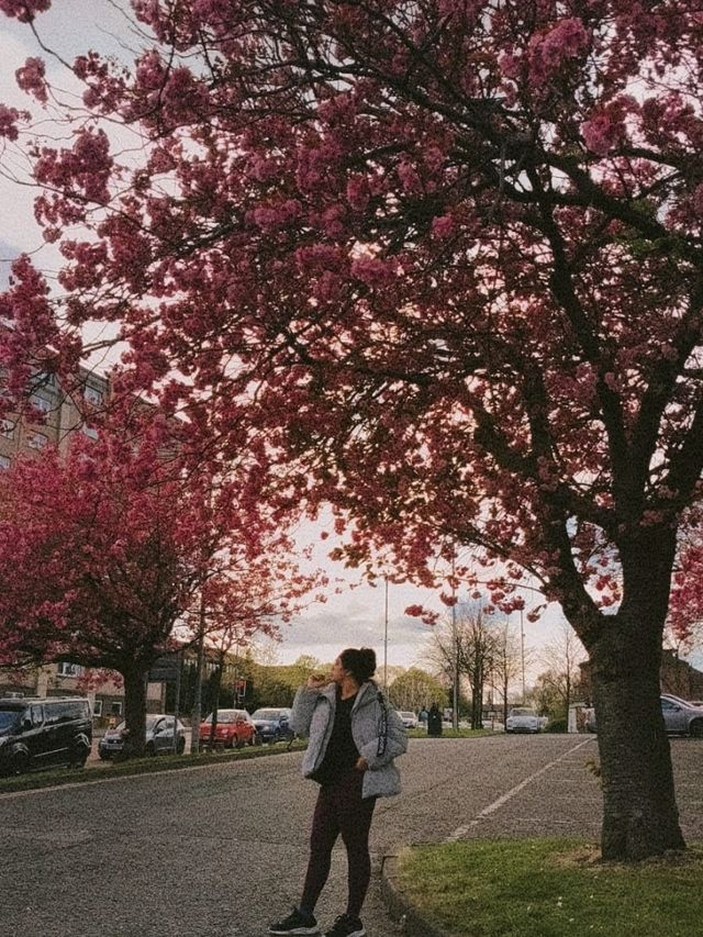 April summer blossoms in Newcastle 