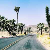 🚗 Transportation Tips for Visiting Joshua Tree National Park