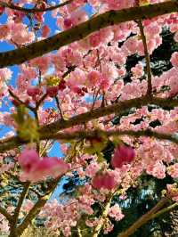 🌸 Cherry Blossom Season at Kew Gardens — A Spring Favourite in London 🌸