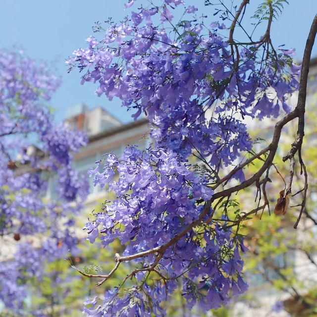 Kunming: A Floral and Culinary Paradise Where Spring Never Ends
