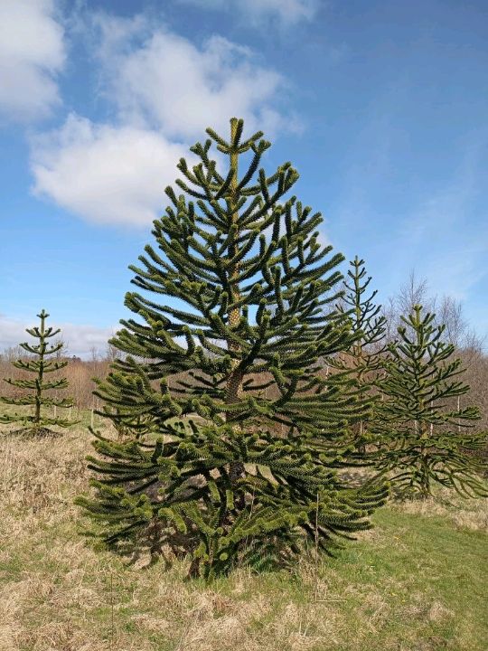 The National Botanic gardens of Wales