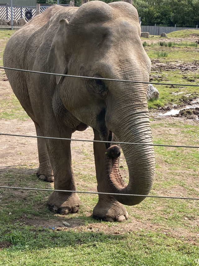 Blackpool Zoo