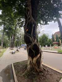 Сиемреап, Камбоджа.