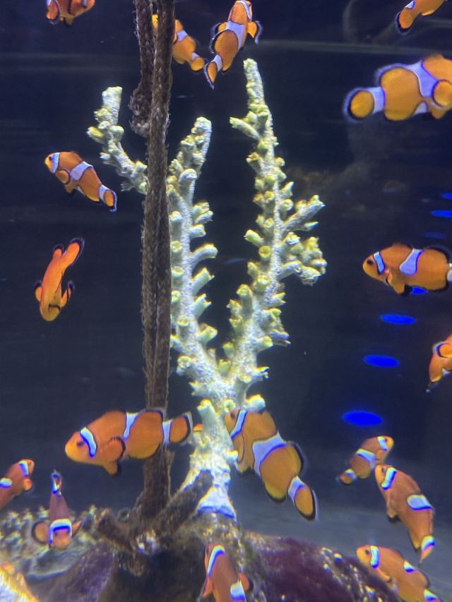 🐠 Istanbul Aquarium: what you’ll see, ticket prices & how to plan your visit 🇹🇷
