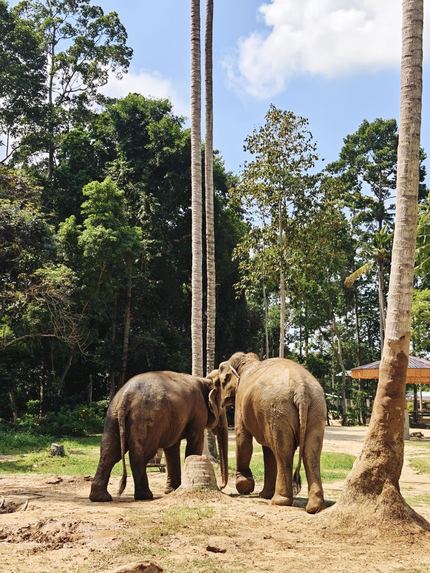 วันที่น่าประทับใจไม่รู้ลืมที่ Elephant Jungle Sanctuary Samui