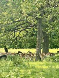 Richmond park - London