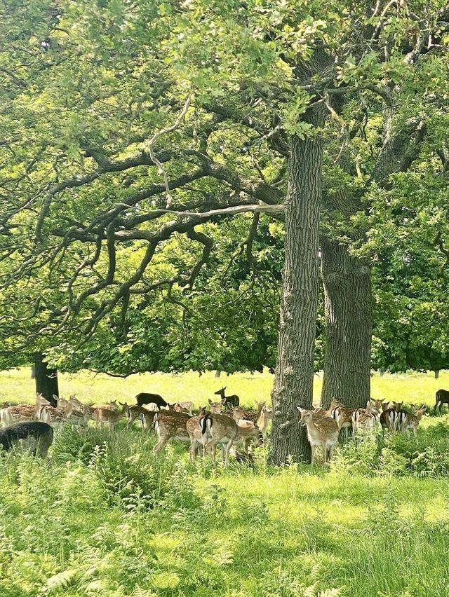 Richmond park - London