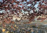 🌸Cherry blossoms are about to bloom | Where is a good place to go flower viewing this year?