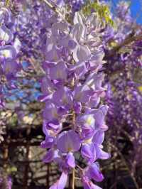 One of Japan's famous flower viewing spots | Ashikaga Flower Park