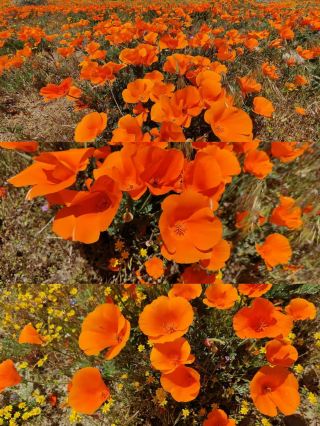 เพลิดเพลินกับทิวทัศน์ฤดูใบไม้ผลิ เดินป่าในอุทยานบริเวณ Wild Wolf Mountain ในเดือนเมษายน