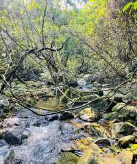Explore the tropical rainforest around Qinzhou on foot and feel the sunshine.