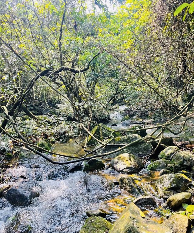 Explore the tropical rainforest around Qinzhou on foot and feel the sunshine.