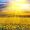 WhisperingWanderer777