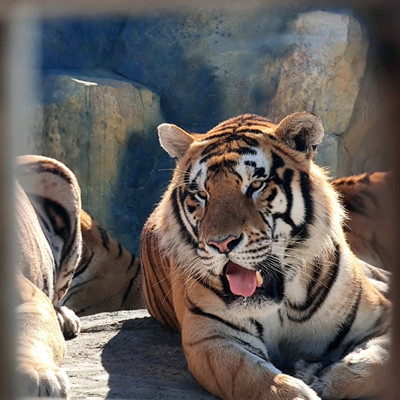 Siberian Tiger Park in Harbin 🇨🇳