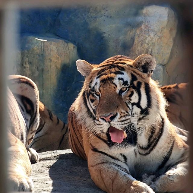 🐅 Majestic Northeast Tiger Forest Park ✨🤩✨