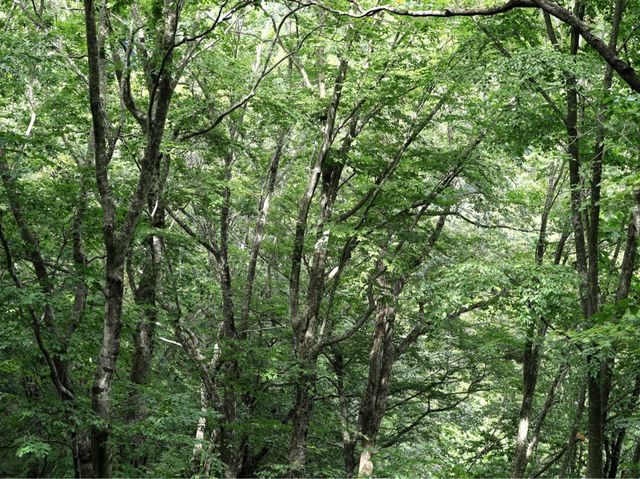 世界自然遺產日本白神山地