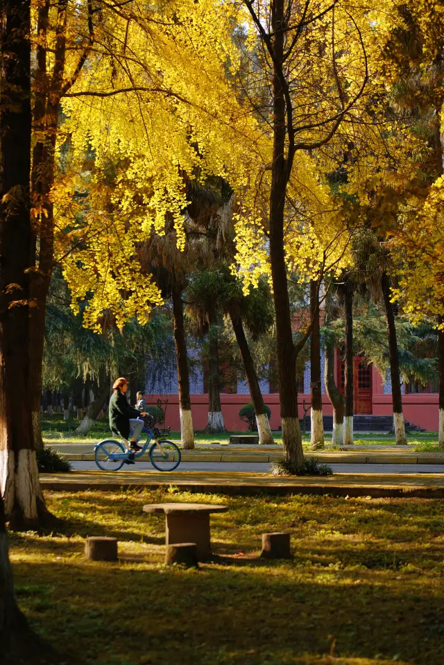 Chengdu photo/real shot!! The ginkgo here has really turned yellow! -