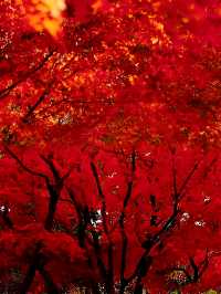 不是日本,真的真的是上海!!