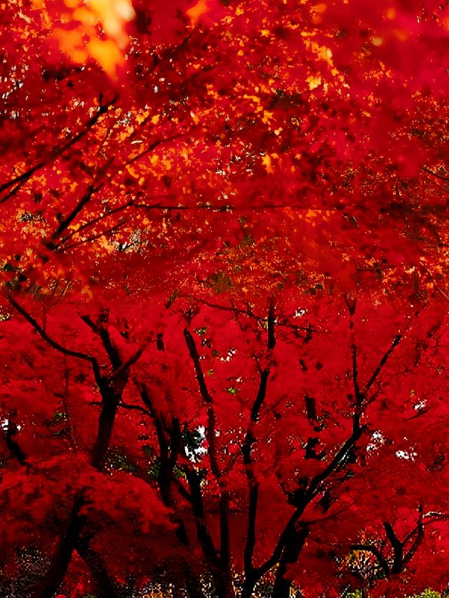 不是日本,真的真的是上海!! 不是日本,真的真的是上海!!