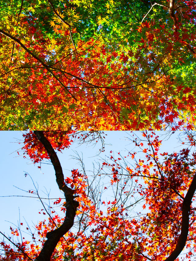 庐山歸來不看秋！我拍的30幅高清紅葉美景