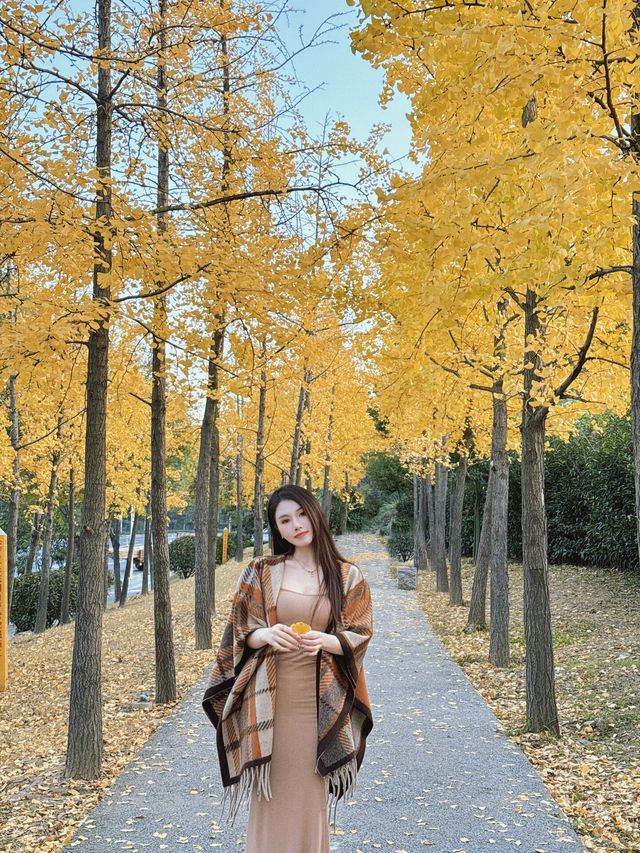 十堰｜最美銀杏林｜小眾秋日拍照打卡地