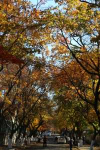 青島八大關異國建築群在色彩斑斕的閃爍下更加奪目迷人