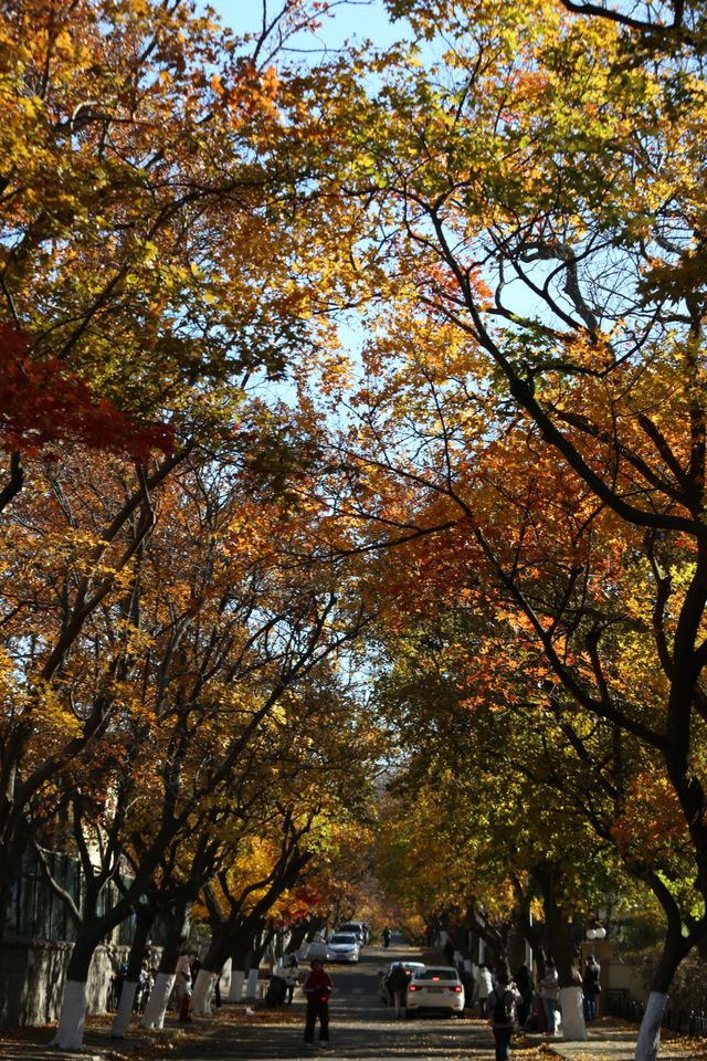 青島八大關異國建築群在色彩斑斕的閃爍下更加奪目迷人 青島八大關異國建築群在色彩斑斕的閃爍下更加奪目迷人
