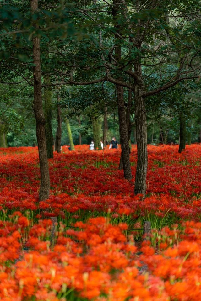 東京旅行日歸:巾著田曼珠沙華