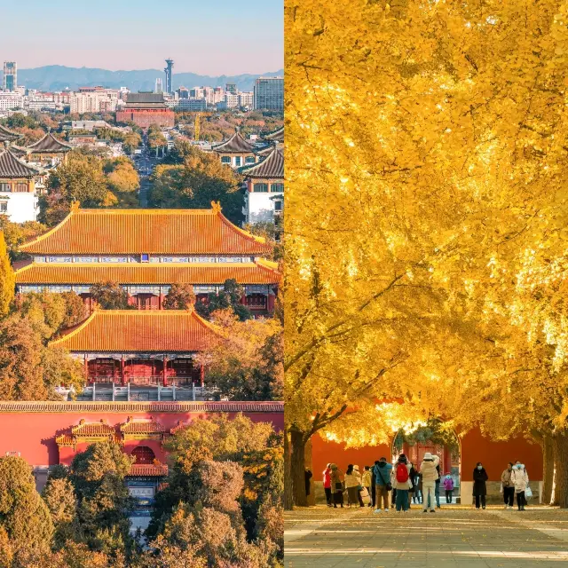 北京の秋の色攻略：時間を超えた金色の宴