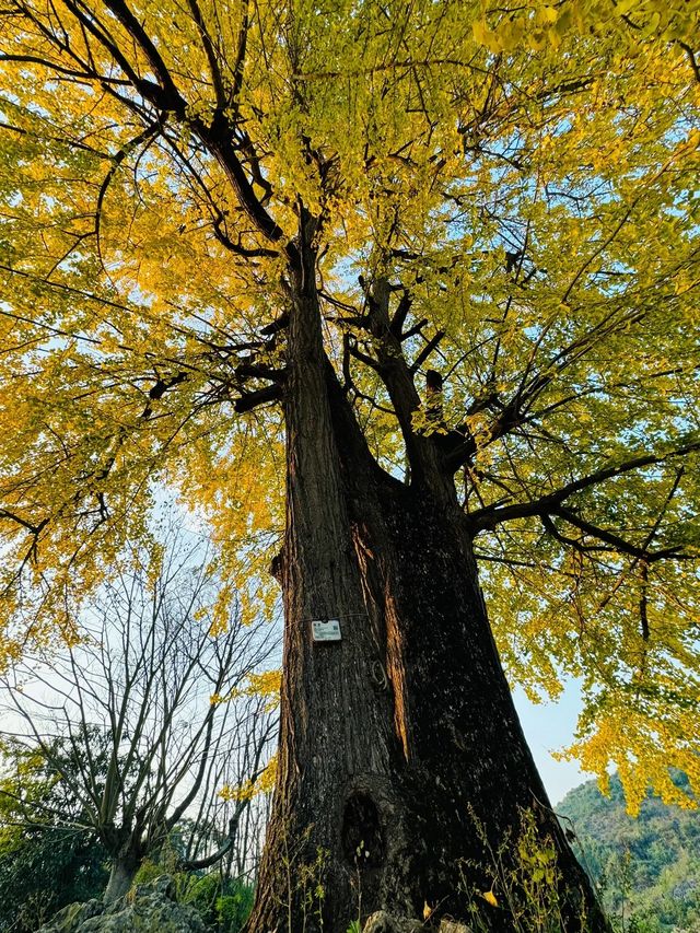 陽山銀杏樹實拍