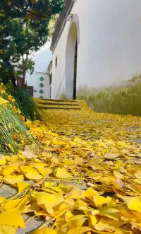 在揚州賞銀杏，又怎麼能錯過千年古剎大明寺