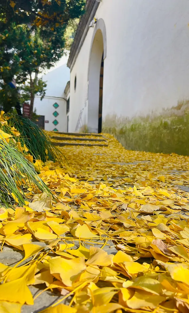 在揚州賞銀杏，又怎麼能錯過千年古剎大明寺