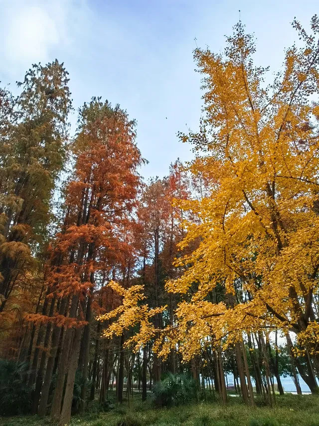 這個秋天，來一趟無錫最有氛圍感的公園吧！