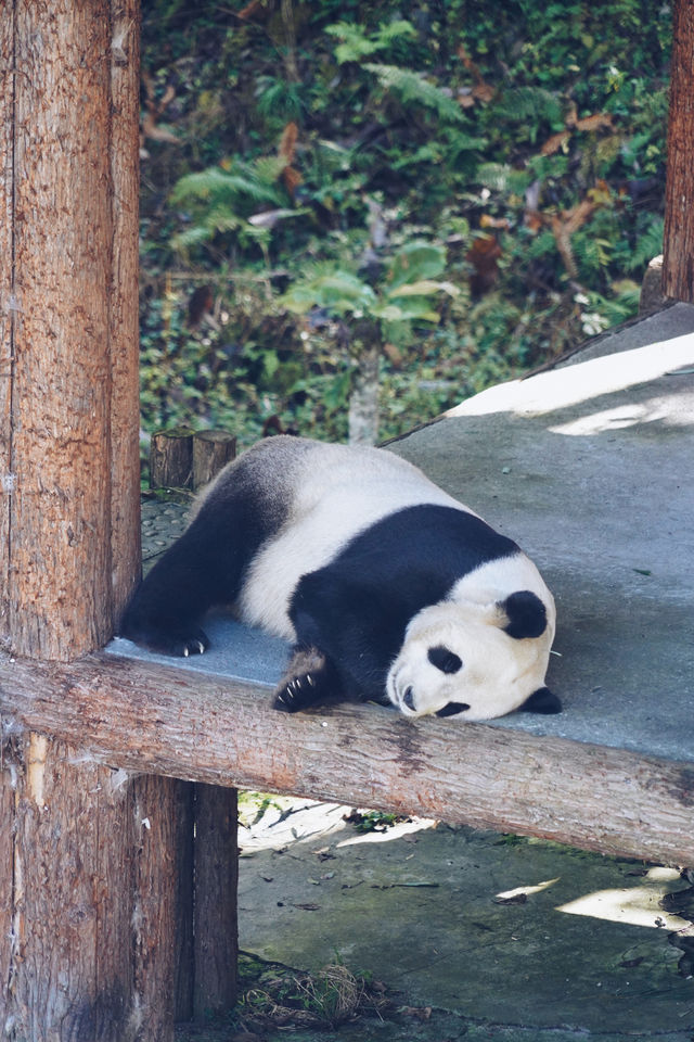 到雅安，探尋世界第一只大熊貓發現地！