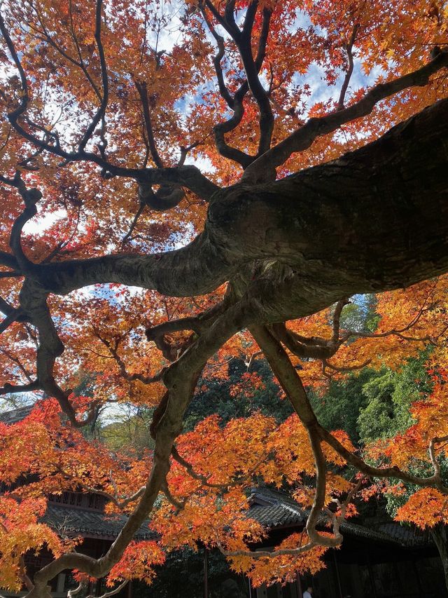 杭州旅遊|西湖的晚秋屬於虎跑公園