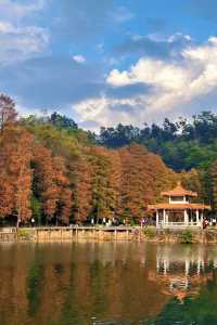 深圳拍照 新年去仙湖植物園看一次落羽杉吧