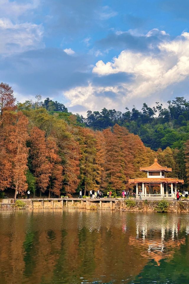 深圳拍照 新年去仙湖植物園看一次落羽杉吧 深圳拍照 新年去仙湖植物園看一次落羽杉吧