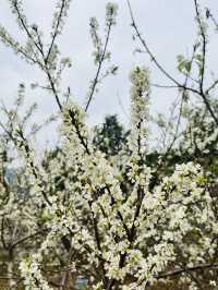 桂峰山下李花開……