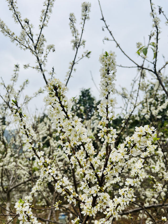 桂峰山下李花開……