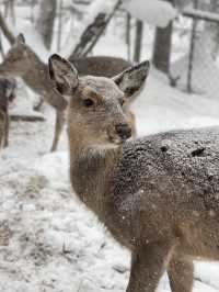 土味情話說給雪鄉聽