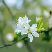 春花春月年年客，憐春又怕春離別