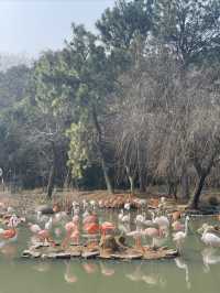 終於帶兒子來寧波野生動物園玩了